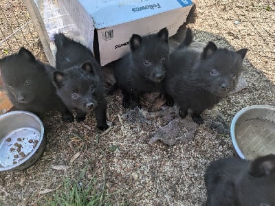 Les chiots de Schipperke