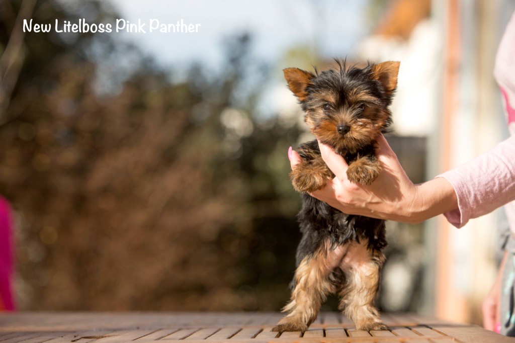 Chiot Elevage New Litel Boss Eleveur De Chiens Yorkshire