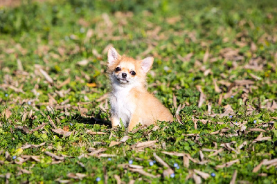 Chihuahua - New Litel Boss