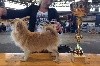 CH. Chanel chance magnitka star -  2er  EXCELLENT RCACS - RCACIB