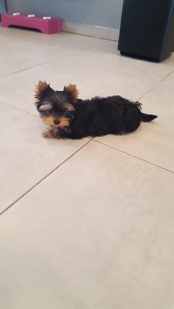 Publication : De La Villa Lorraine Auteur : JENIFER GELSOMINO