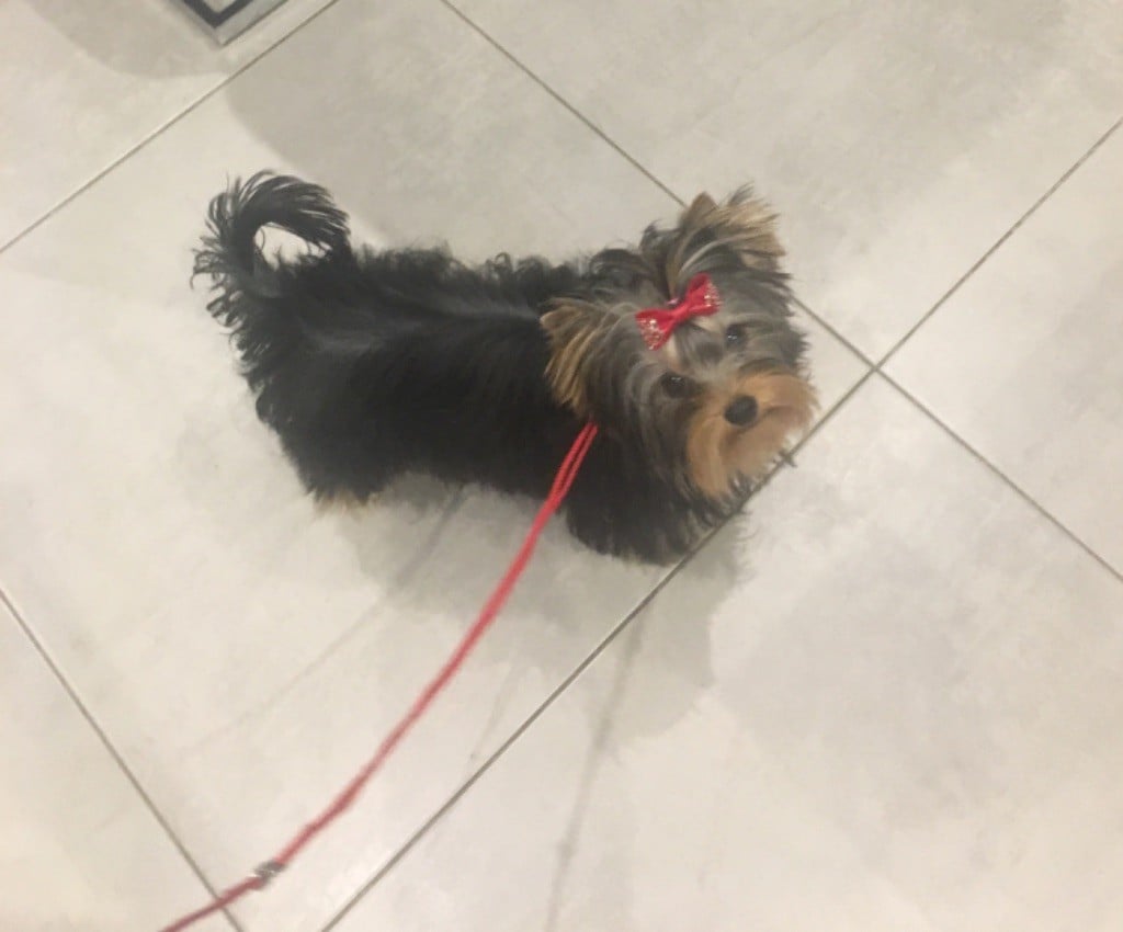 Publication : De La Villa Lorraine Auteur : JENIFER GELSOMINO