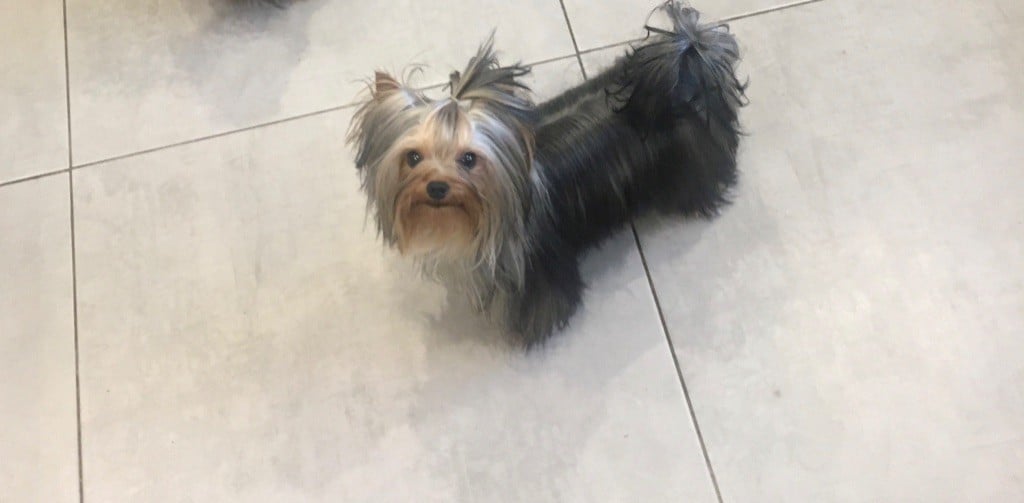 Pin-up love du royaume d'Inès - Lof définitif obtenu