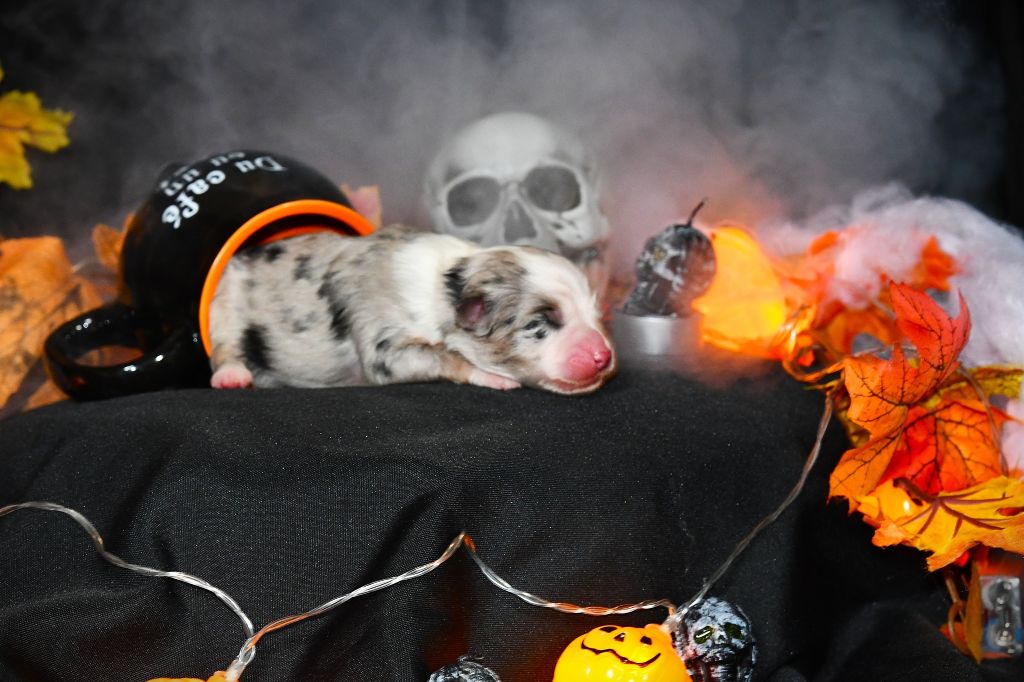 lucifer - Berger Américain Miniature 