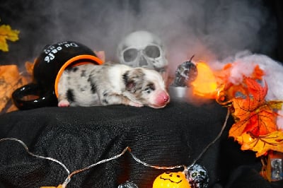 Les chiots de Berger Américain Miniature 