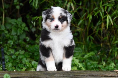 Les chiots de Berger Américain Miniature