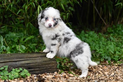 Les chiots de Berger Américain Miniature