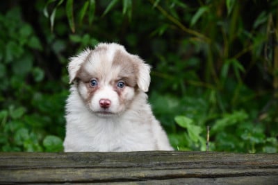 Les chiots de Berger Américain Miniature