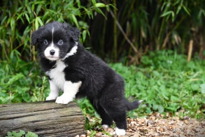 Les chiots de Berger Américain Miniature