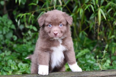 Les chiots de Berger Américain Miniature