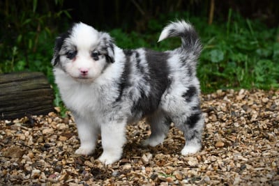 Les chiots de Berger Américain Miniature