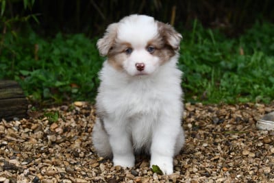 Les chiots de Berger Américain Miniature