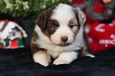 Les chiots de Berger Américain Miniature