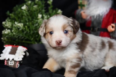 buchette - Berger Américain Miniature