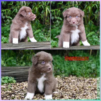 Les chiots de Berger Américain Miniature 