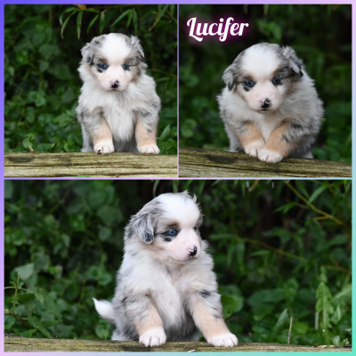 Les chiots de Berger Américain Miniature 