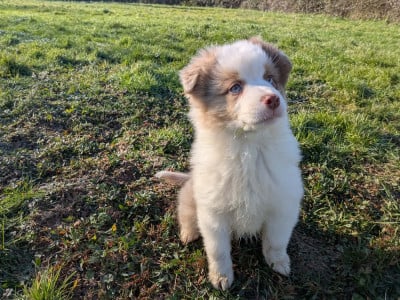 Les chiots de Berger Américain Miniature 