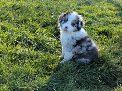 Les chiots de Berger Américain Miniature 
