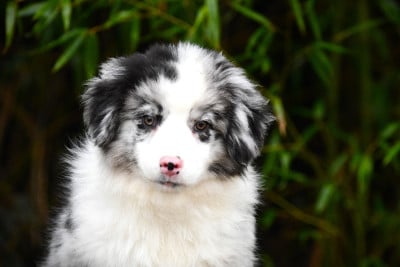 Les chiots de Berger Américain Miniature