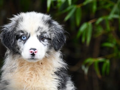 Les chiots de Berger Américain Miniature