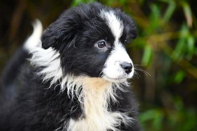 Les chiots de Berger Américain Miniature