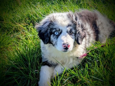 Les chiots de Berger Américain Miniature 