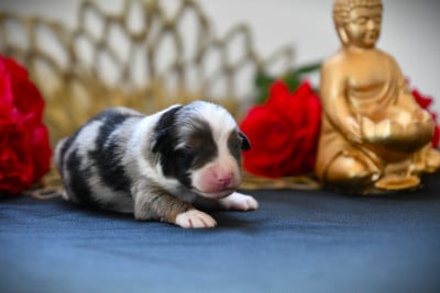 Les chiots de Berger Américain Miniature