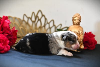 Les chiots de Berger Américain Miniature