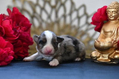 Les chiots de Berger Américain Miniature
