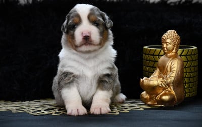 Les chiots de Berger Américain Miniature