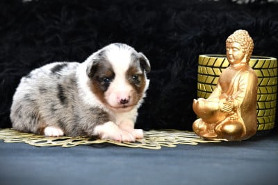 Les chiots de Berger Américain Miniature
