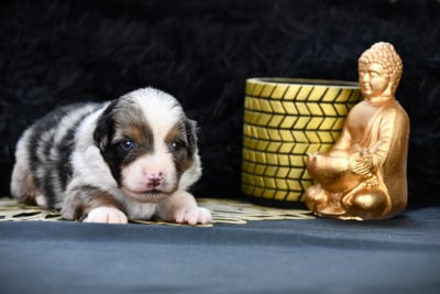 Les chiots de Berger Américain Miniature