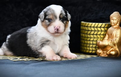 Les chiots de Berger Américain Miniature