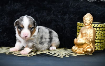 Les chiots de Berger Américain Miniature