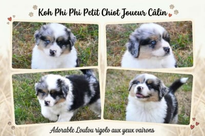 Les chiots de Berger Américain Miniature