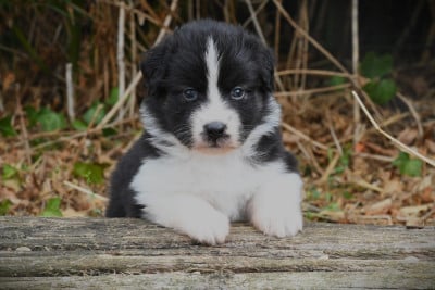 Les chiots de Berger Américain Miniature 