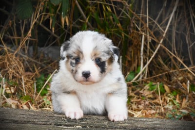 Les chiots de Berger Américain Miniature 