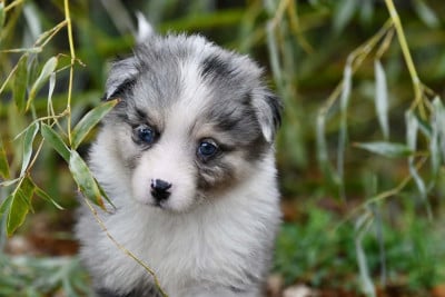 Les chiots de Berger Américain Miniature 