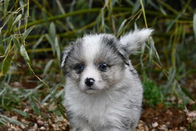 Les chiots de Berger Américain Miniature 