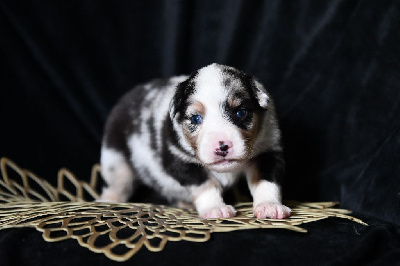 Les chiots de Berger Américain Miniature