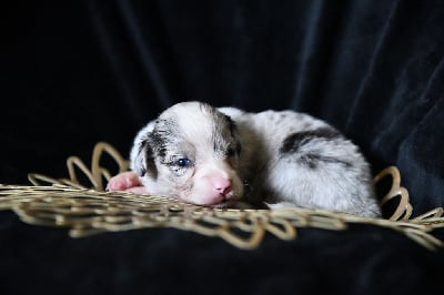 Les chiots de Berger Américain Miniature