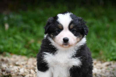 Les chiots de Berger Américain Miniature