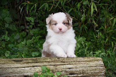 Les chiots de Berger Américain Miniature