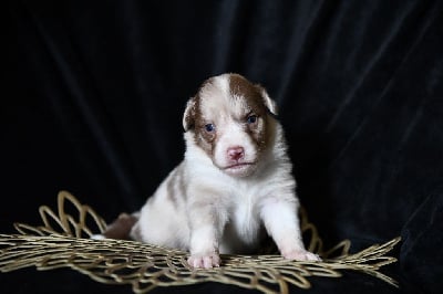 Les chiots de Berger Américain Miniature