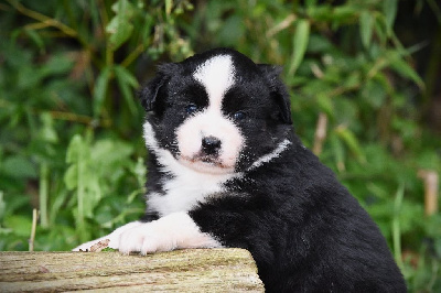 Les chiots de Berger Américain Miniature