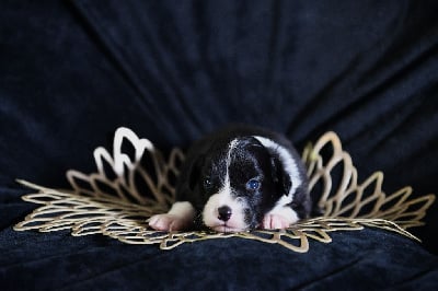 Les chiots de Berger Américain Miniature