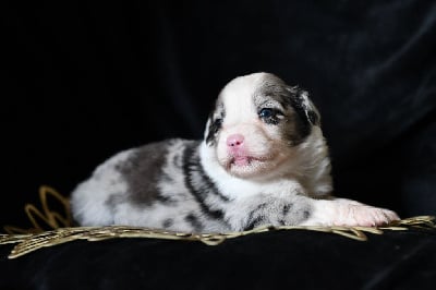 Les chiots de Berger Américain Miniature