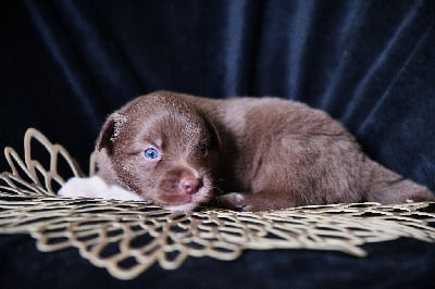 Les chiots de Berger Américain Miniature