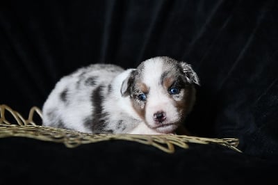Les chiots de Berger Américain Miniature