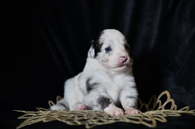 Les chiots de Berger Américain Miniature